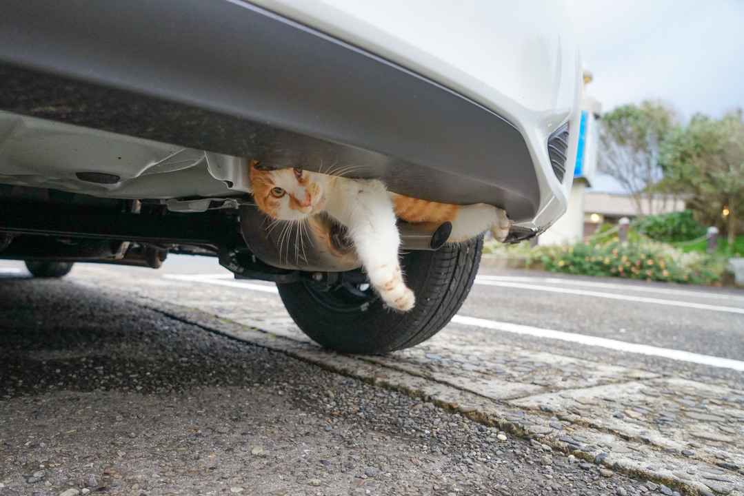 車の猫対策はどのようにすべき 足跡やマーキングなど 猫対策について解説します ダックス Glassstyle グラススタイル 公式サイト