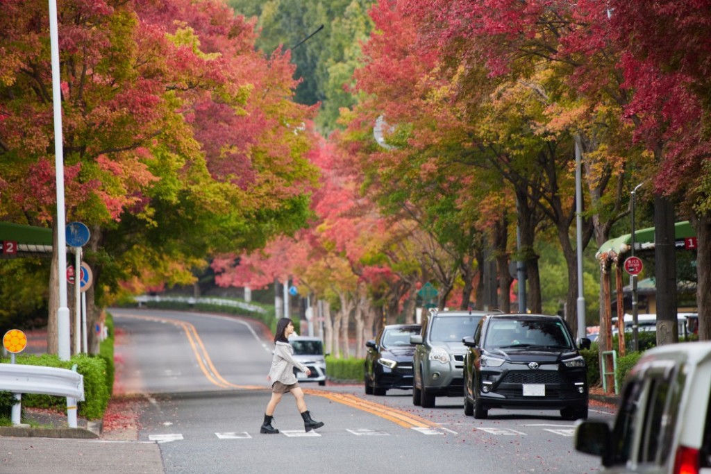 横断歩道での一時停止のルール