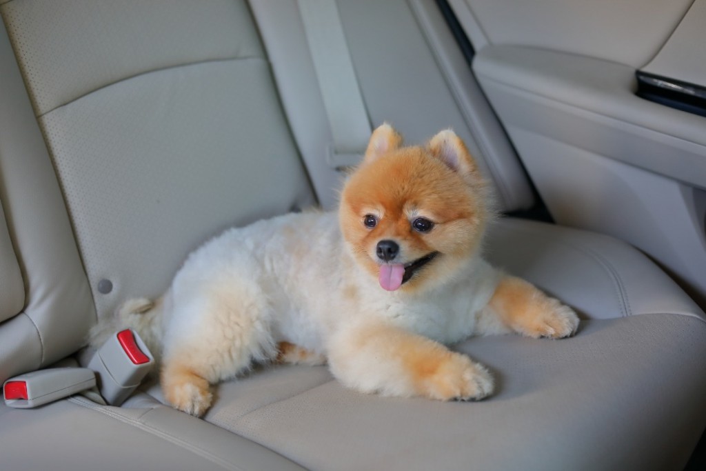 車酔いしやすい犬種