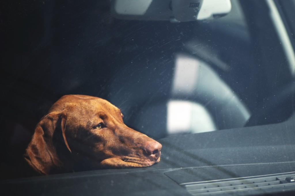 犬が車酔いをしたときの症状
