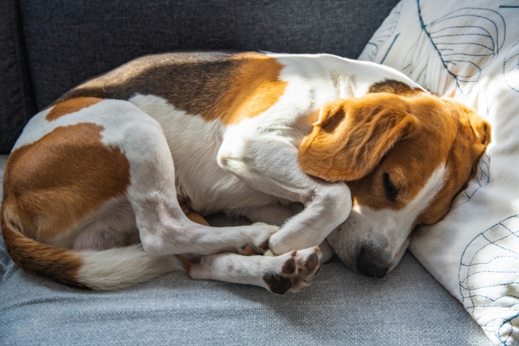 犬が車酔いをする原因