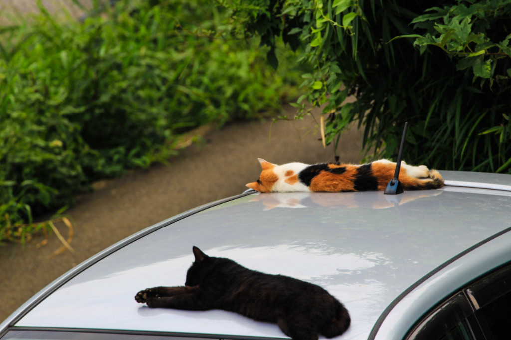 ルーフのモール